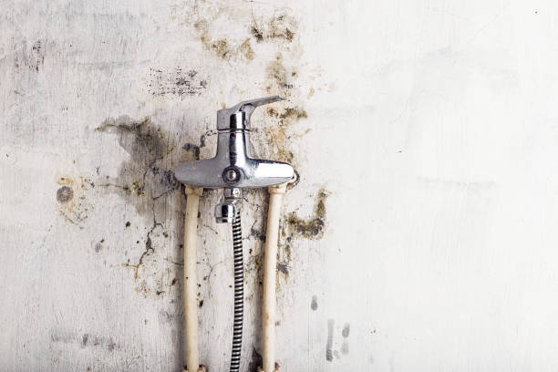 Best Same-Day Mold Removal  in Savannah, TN