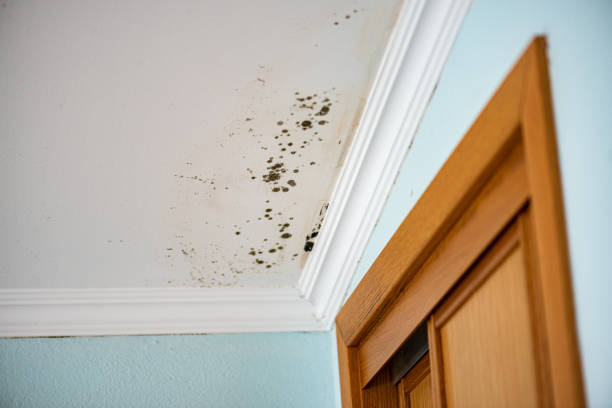  Savannah, TN Mold Removal Pros