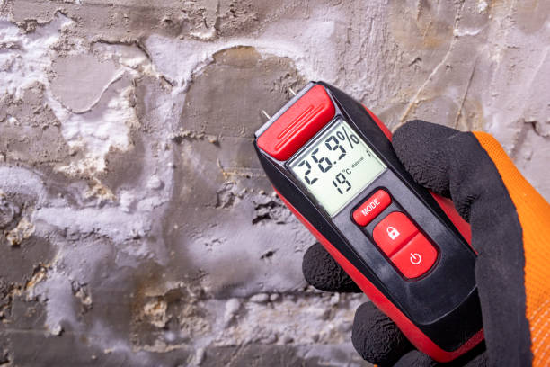 Best Mold Remediation  in Savannah, TN