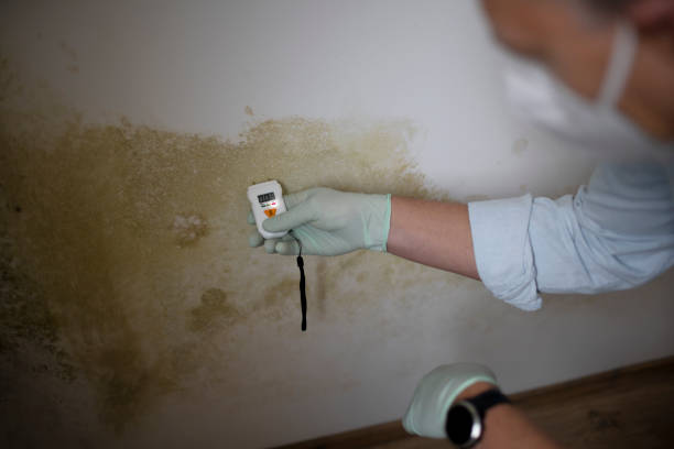Best Emergency Mold Removal  in Savannah, TN