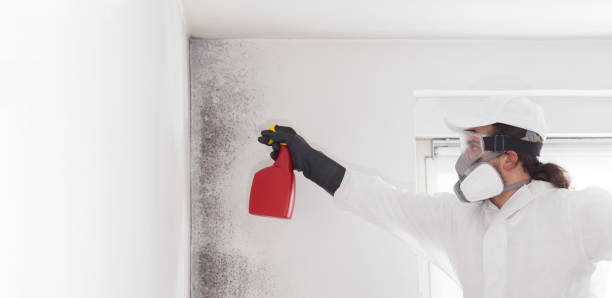 Best Office Mold Removal Services  in Savannah, TN