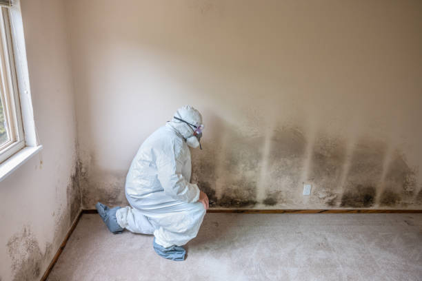 Savannah, TN Mold Removal Company