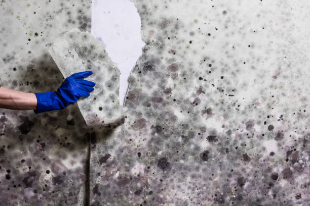 Best Mold Removal Company Near Me  in Savannah, TN